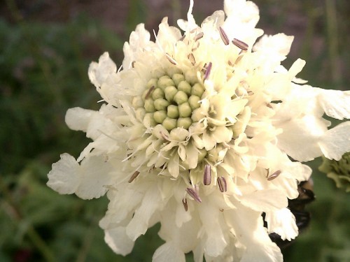 Close up of giant scabious