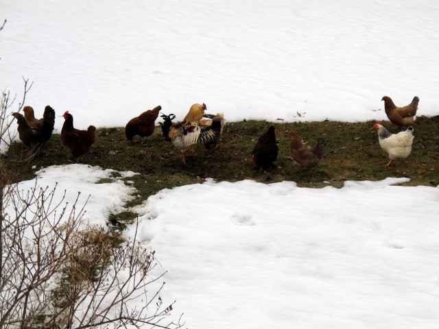 chickens on leach field