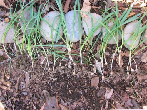 One small chunk yields 30 snowdrops