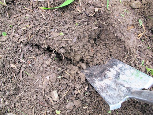 shovel in soil