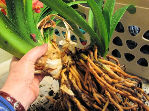 Unpotted clivia, showing offsets