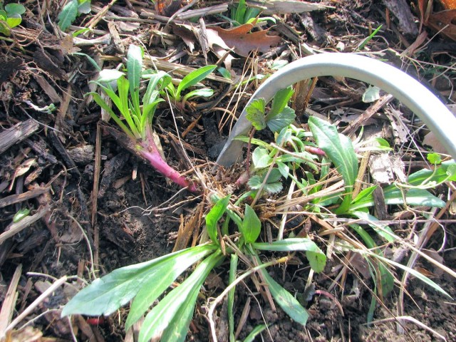 Cobrahead inserted under weeds