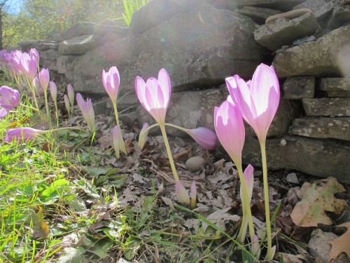 Colchicums by stone wall
