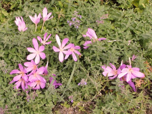 'Lilac Wonder' colchicum blooms in a mass of catmint leaves.