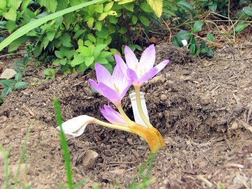 colchicum Beaconsfield blooming