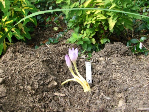 colchicum sprouting