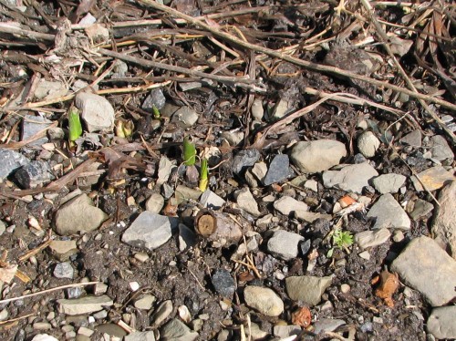 Colchicum foliage and one brave seedling--can you see it on the right?