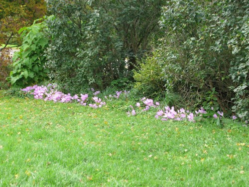 A vigorous but non descript colchicum lines the shrubbery and looks fine from the house.