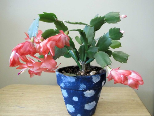 coral-flowered Christmas cactus