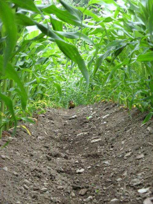 Girl crawling through corn rows