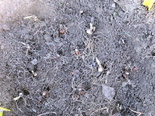 Not all of the divided bulbs will bloom next year, but in a couple of years each separated bulb will be a new clump.