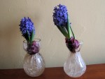 crystal palace hyacinth in glass