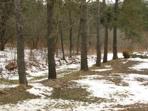 A row of evergreen tree trunks