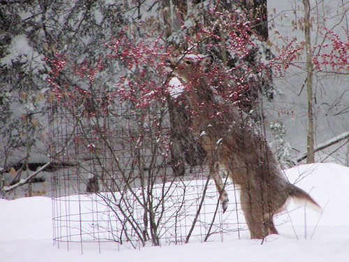 Deer Eating Winterberry
