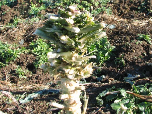 image of Deer-gnawed Kale