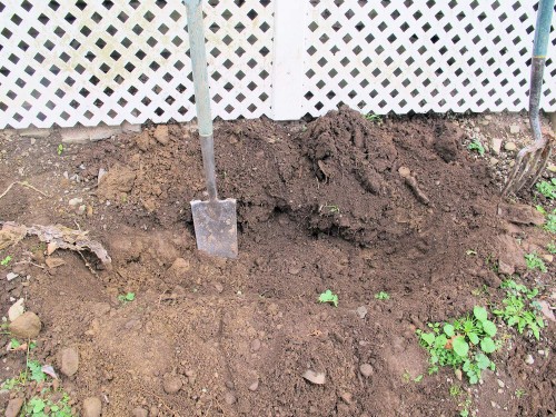 dig a trench to winter over plants in containers