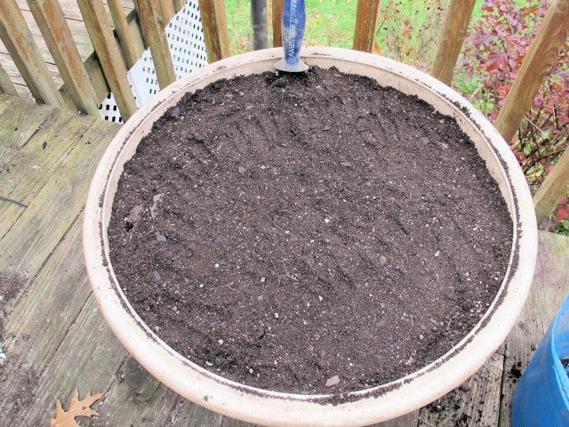 The remainder of the potting mix is added, leaving room to water the container.