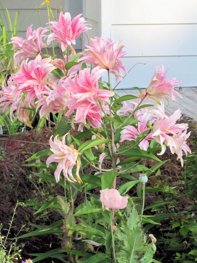 fragrant double Oriental lily Broken Heart cluster