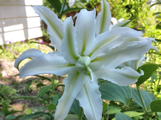 fragrant double Oriental lily Polar Star closeup