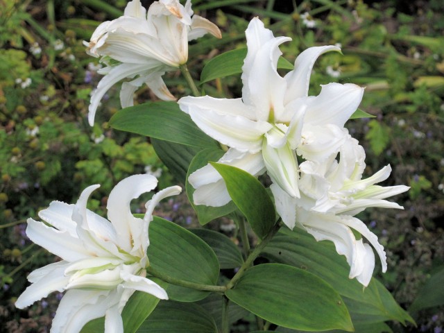 fragrant double Oriental lily Polar Star cluster