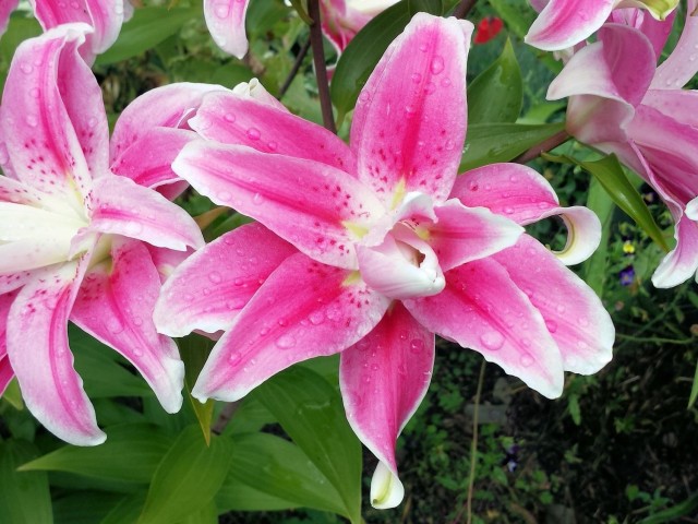 fragrant double Oriental lily Sweet Rosy closeup