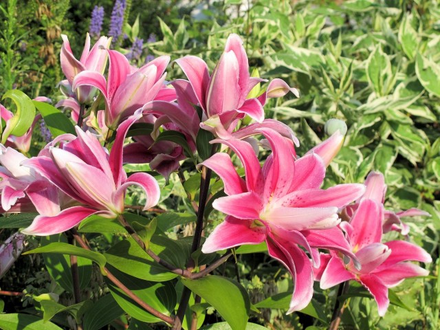 double Oriental lily Sweet Rosy cluster wonderfully fragrant