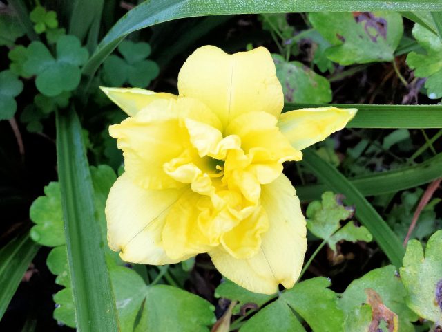 double yellow daylily