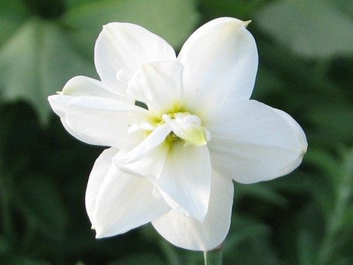 A double narcissus