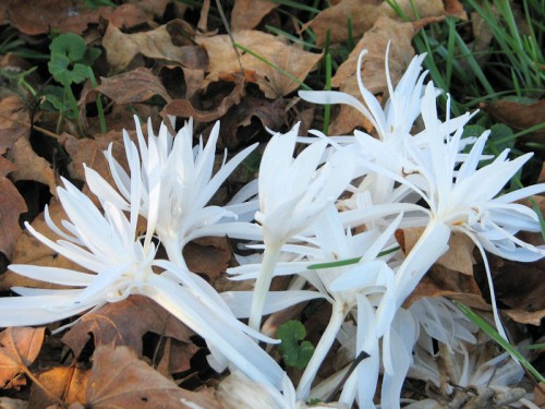 These double white colchicums are in even better shape than last year.