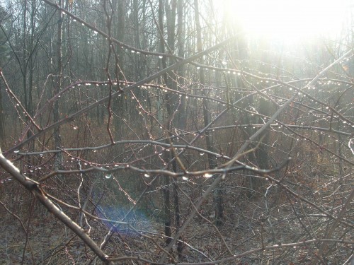 bare branches dripping with condensed fog