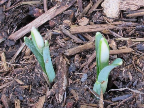 These are the furthest along of the earliest blooming snowdrops.