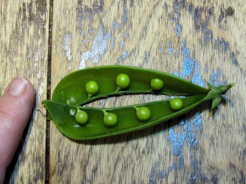 Peas taste best raw when they are slightly immature.