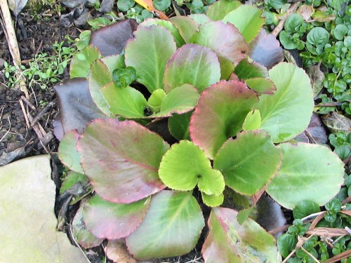 Another trial plant from Terra Nova nursery, 'Lunar Glow' bergenia shines forth with several autumnal tints.