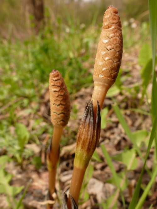 Equisetum hymenale - Horsetail (Photo by Talitha Purdy)