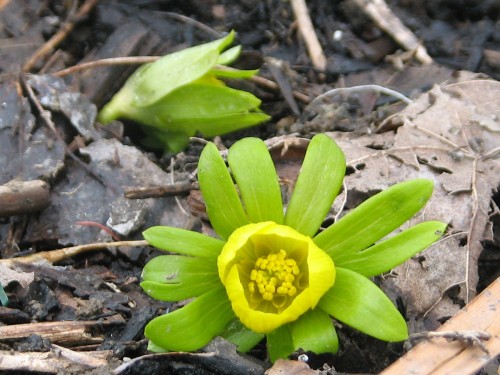 These winter aconites were shared with me by another garden blogger.