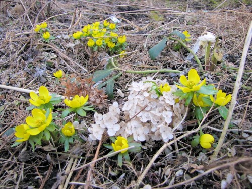 New winter aconites (eranthis), old hydrangea bloom