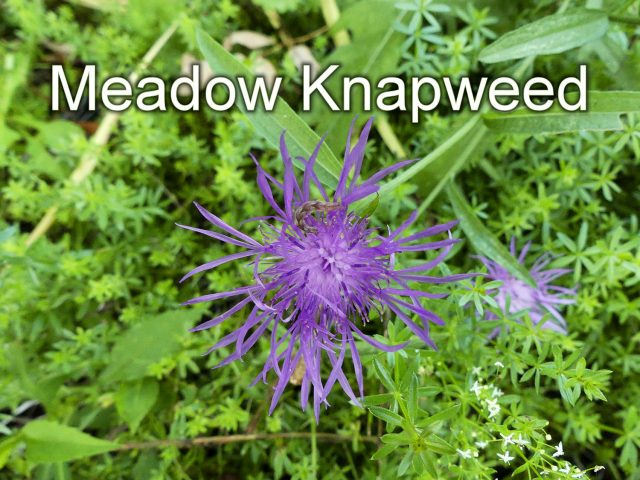 featured-image-meadow-knapweed