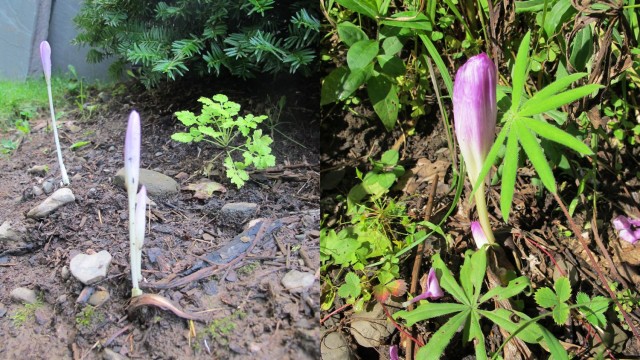 first colchicum bloom 2013 and 2014