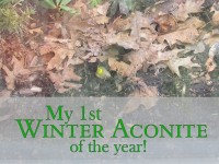 Winter aconite is a very early blooming bulb