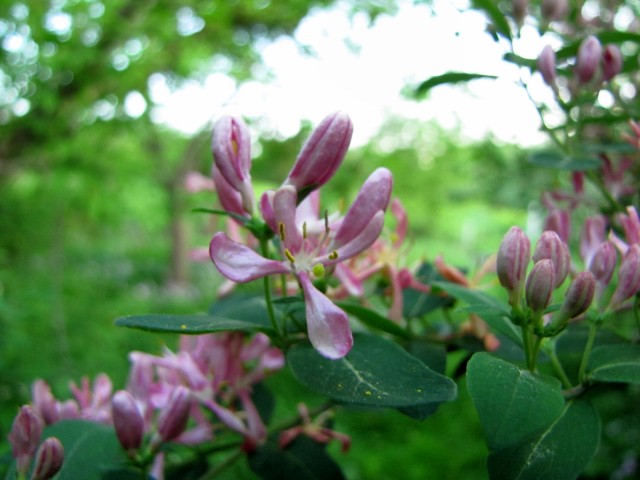 shrub honeysuckle flowers