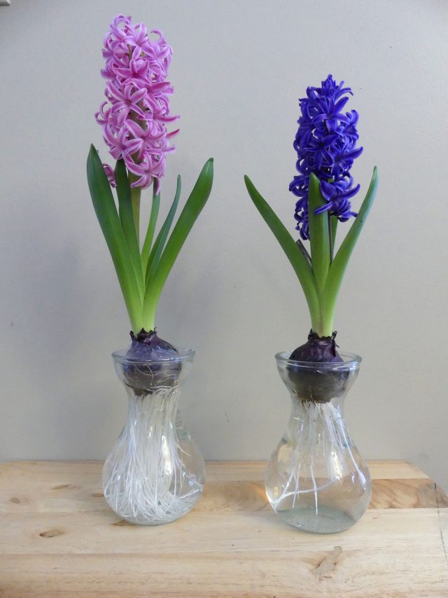 forced hyacinths