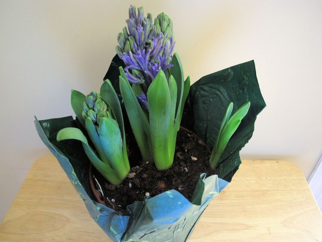 Forced hyacinths from the grocery store