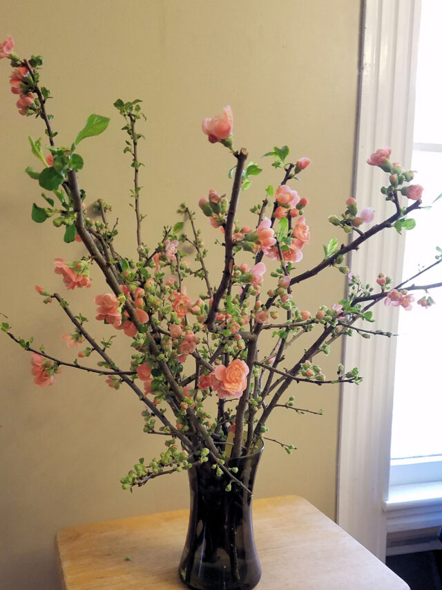 forced quince branches