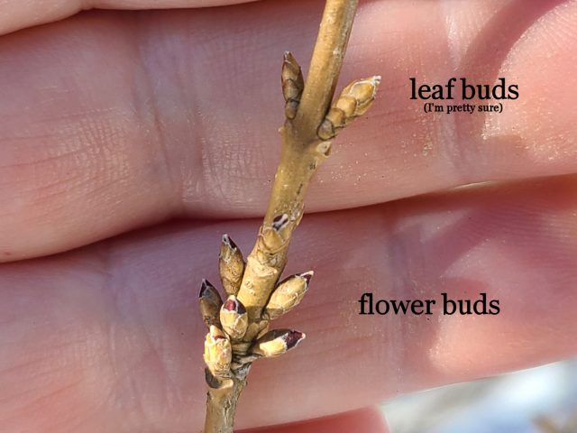 forsythia leaf buds and flower buds