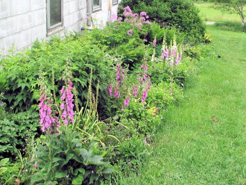 foxgloves blooming in shady border