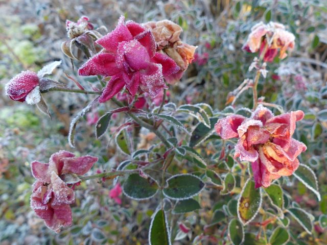 flower carpet roses with frost