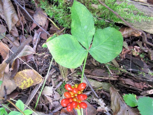 Fruiting Jack in the pulpit
