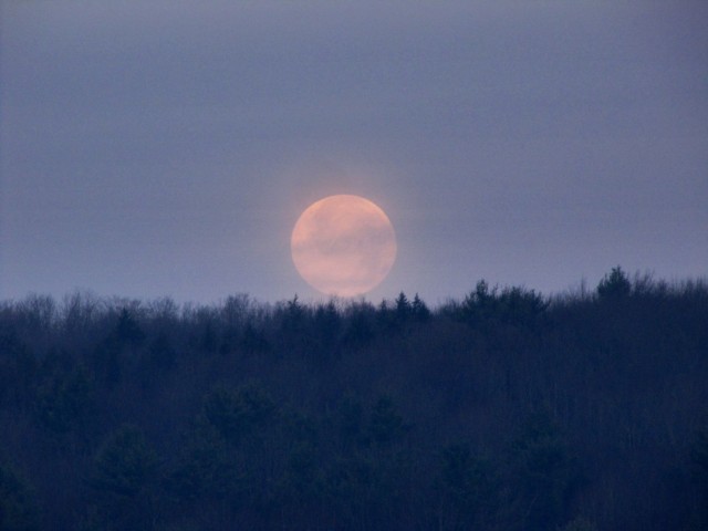 full moon over tree line