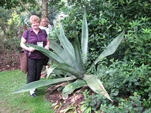 Mary Ann Newcomer, a normal-sized person who blogs at idahogardener.com, graciously agreed to stand by this agave(?) at Plant Delights Nursery to provide a sense of scale.