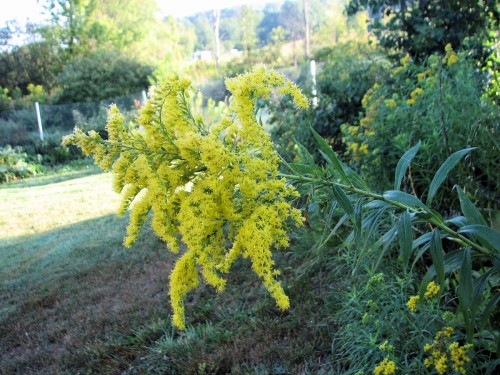 This goldenrod is most prevalent in our area. September 2008